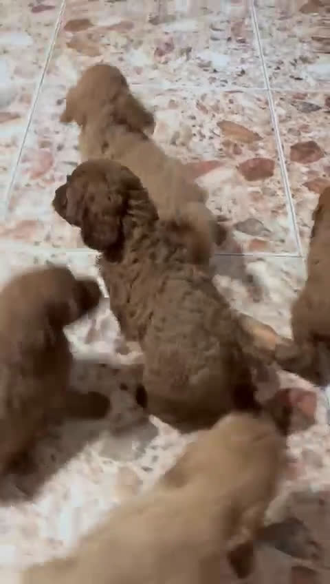 Cavapoo perros en venta: Cachorros raza Cavapoo - Video 1