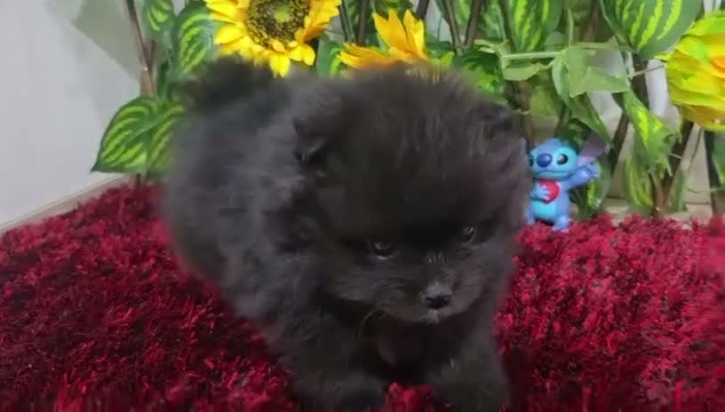 Pomerania perros en venta: Pomerania - Video 1
