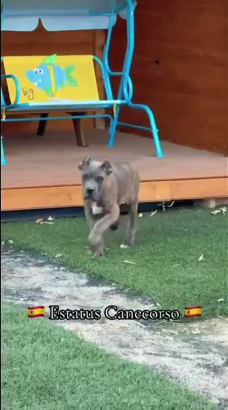 Cane Corso perros en venta: Cane corso  - Video 1