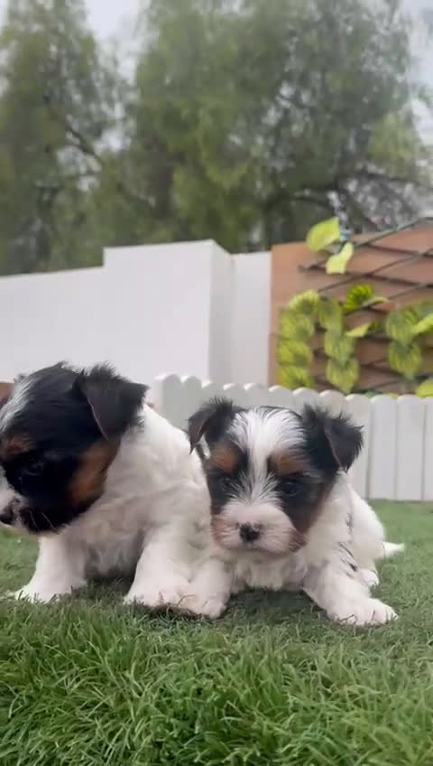 Yorkshire Terrier perros en venta: YORKSHIRE BIEWER MACHO - Video 2