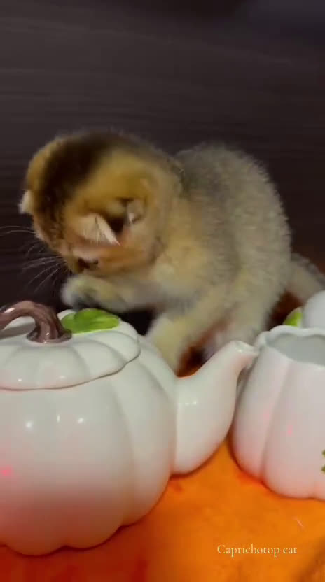 Británico de Pelo Corto gatos en venta: Británicos y Scottish Fold gatitos  - Video 4