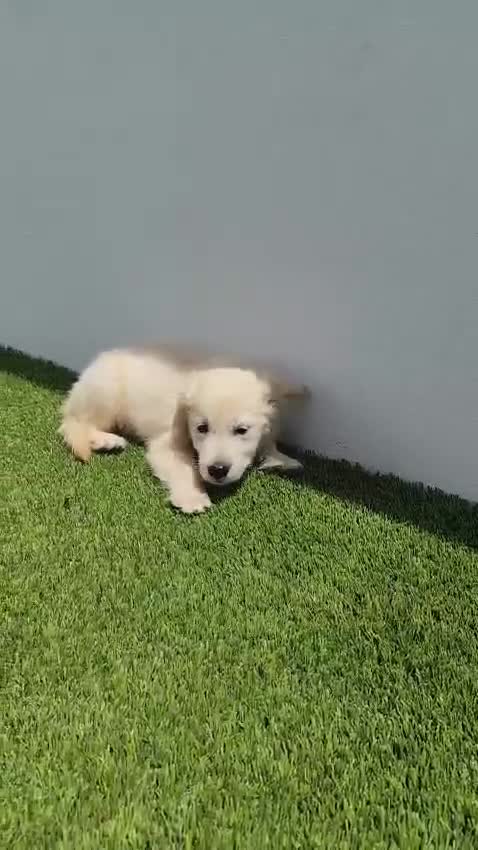 Golden Retriever perros en venta: CACHORROS DE GOLDEN RETRIEVER  - Video 2