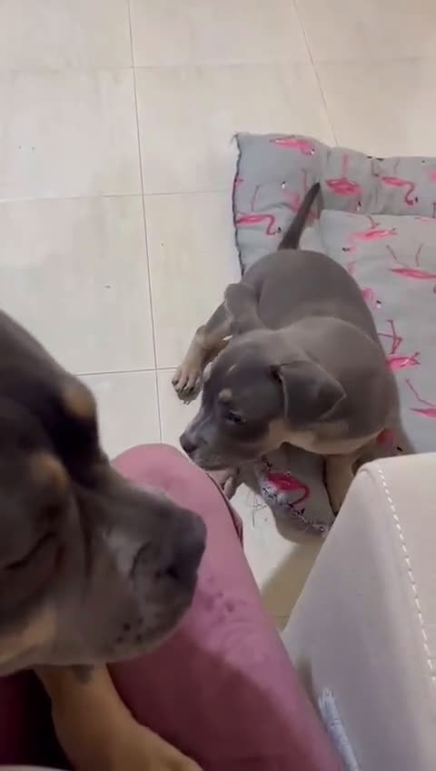 American Bully perros en venta: American Bully cachorra - Video 3