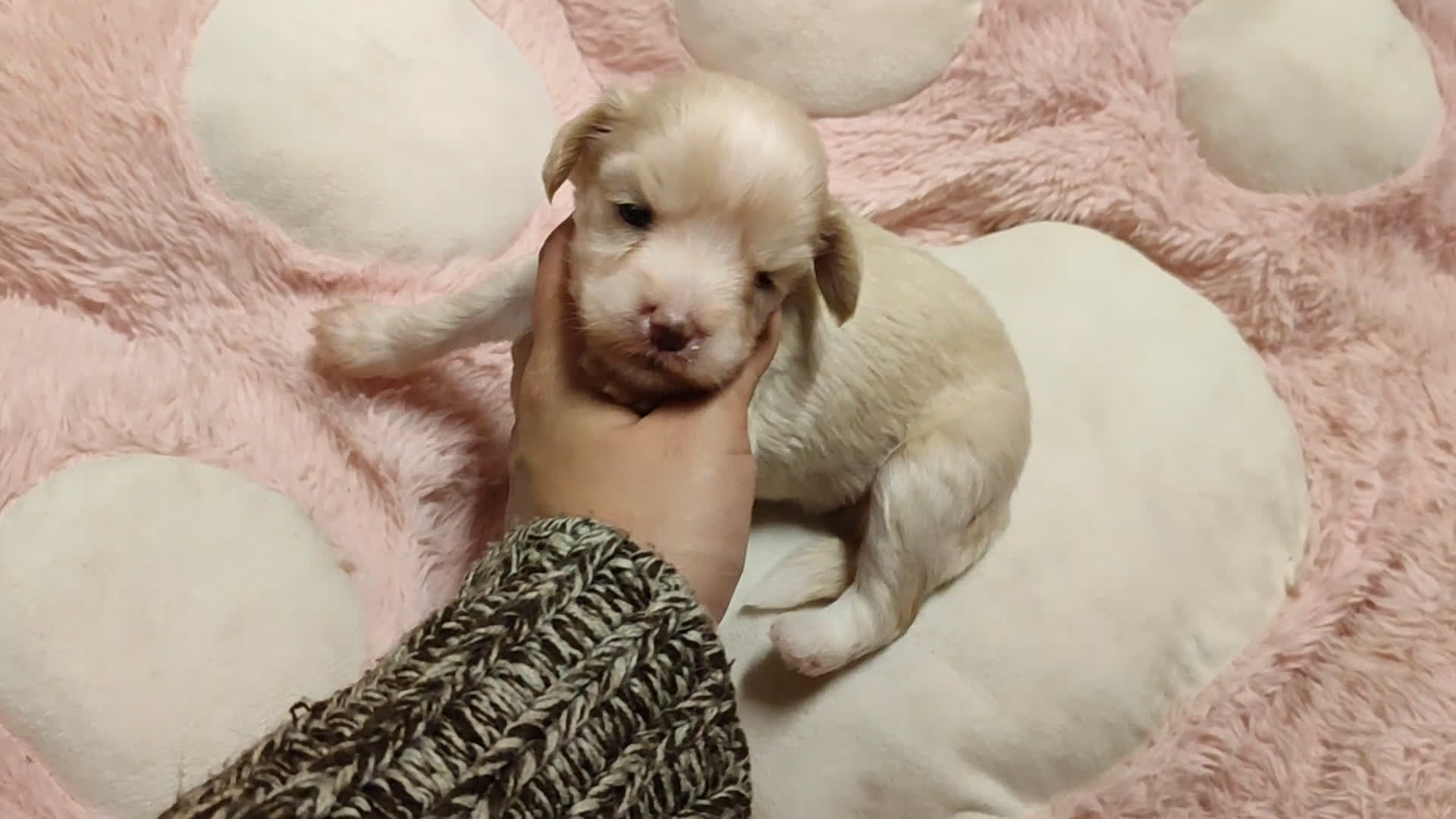 Perro Crestado Chino perros en venta: Crestado chino precio real - Video 2