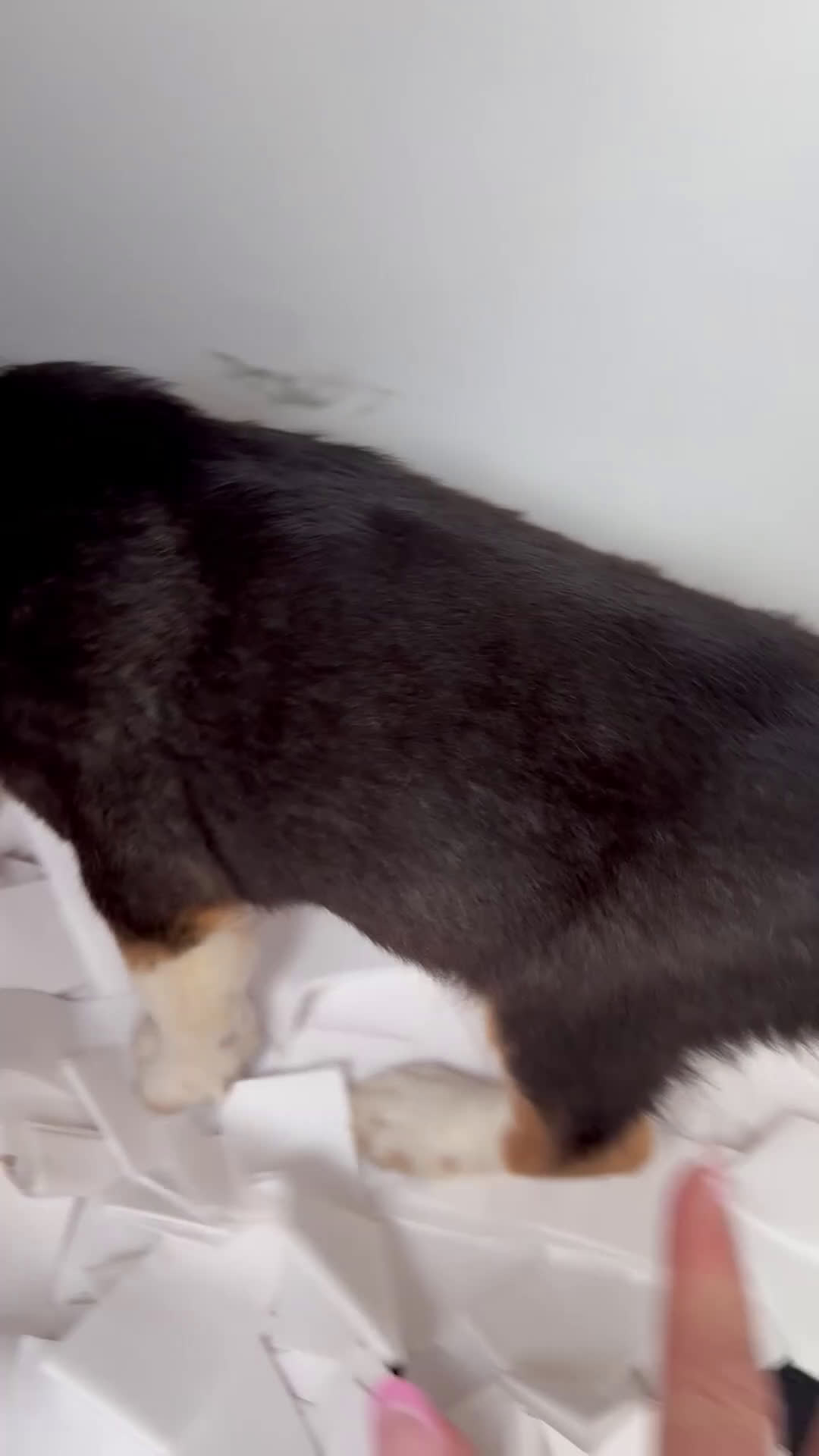 Golden Retriever perros en venta: Golden Retriever un lujo de cachorro - Video 2