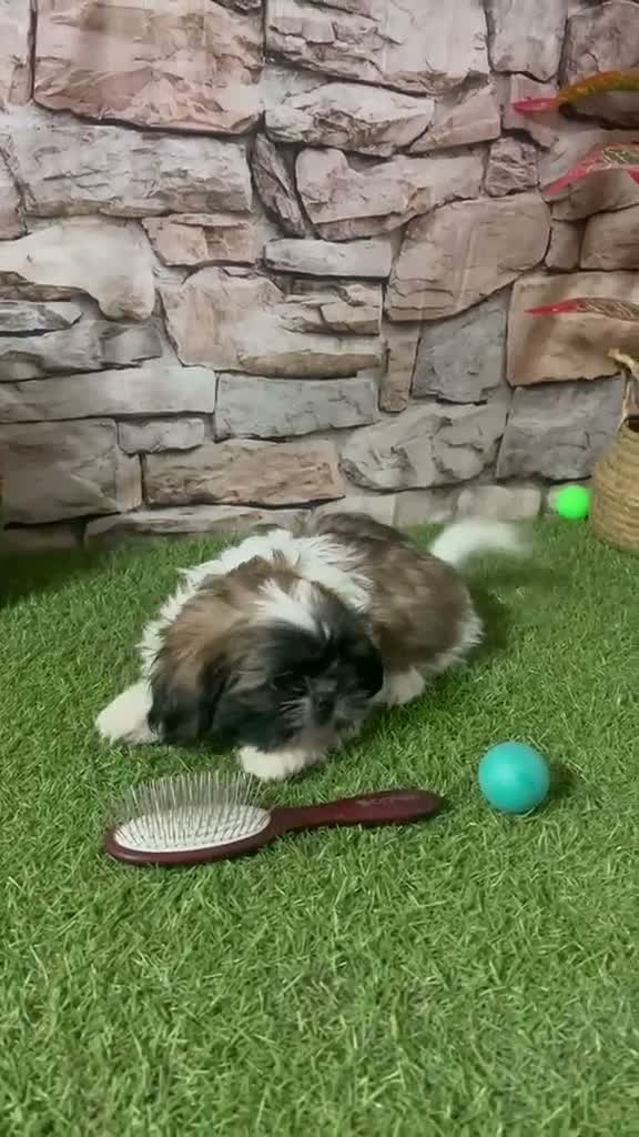 Shih Tzu perros en venta: SHIH TZU CACHORRITOS - Video 1