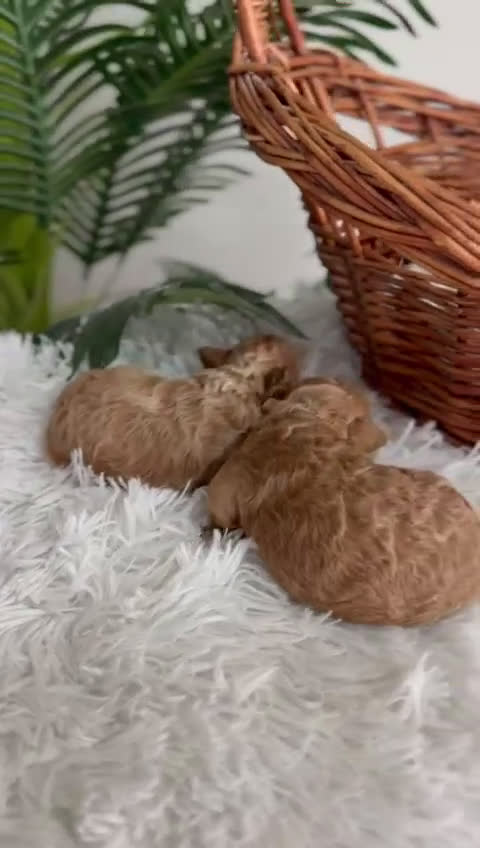 Caniche Toy perros en venta: CANICHE TOY - Video 1