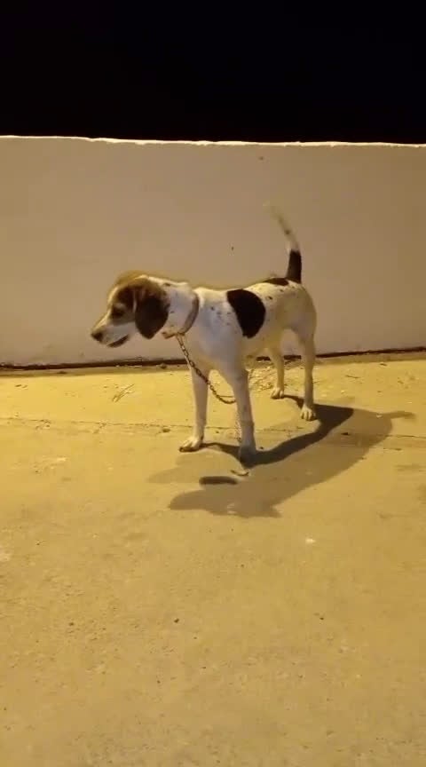 Beagle perros en venta: Beagle  - Video 1