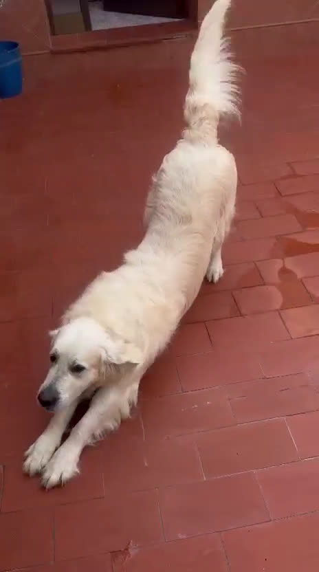 Golden Retriever perros en venta: Oferta Golden pedigree - Video 3