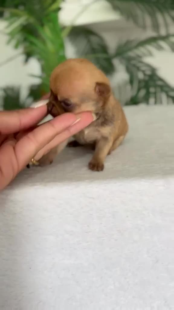 Chihuahua perros en venta: CHIHUAHUA  - Video 1
