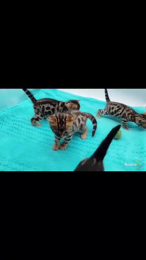 Bengalí gatos en venta: Preciosos gatitos bengali - Video 1