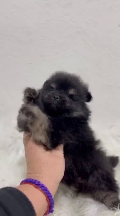 Pomerania perros en venta: POMERANIA LULÚ NEGRO TAN - Video 1