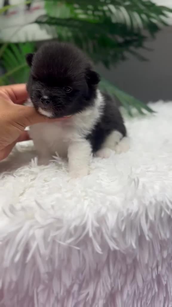 Pomerania perros en venta: POMERANIA - Video 1