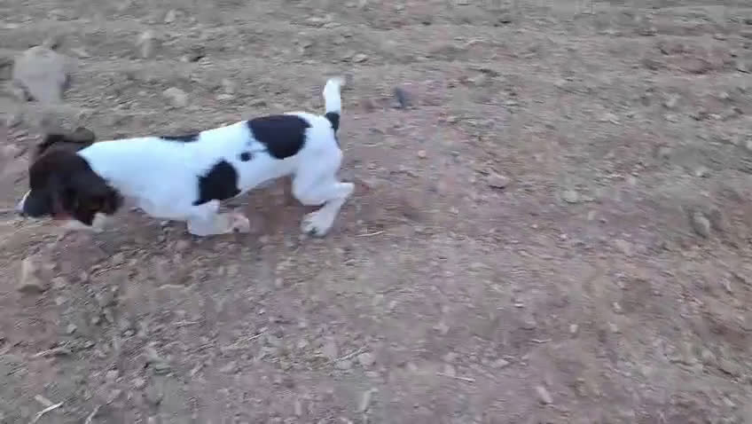 English Springer Spaniel perros en venta: Springer Spaniel  - Video 1