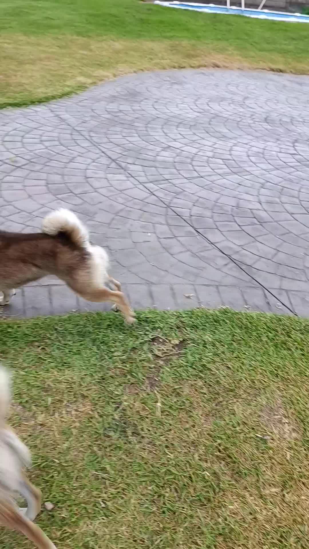 Shiba Inu perros en venta: SHIBA INU EN PONTEVEDRA - Video 1
