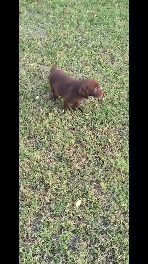 Labrador Retriever perros en venta: labrador chocolate  - Video 2