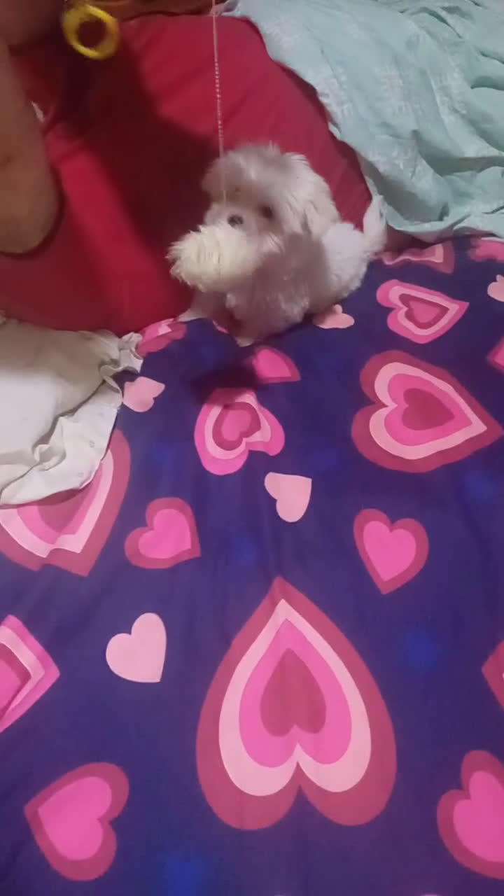 Bichón Maltés perros en venta: ‼️‼️Preciosa camada de bichón maltes toy - Video 1
