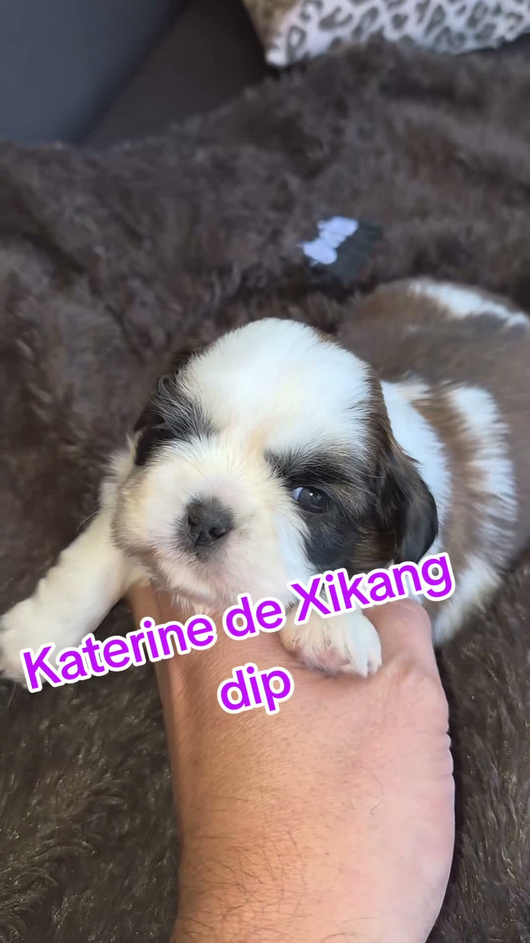 Shih Tzu perros en venta: Hembritas shih tzu - Video 3