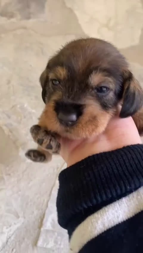 Teckel perros en venta: Teckel pelo duro  - Video 1