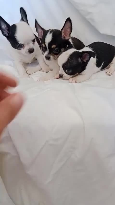 Chihuahua perros en venta: Chihuahuas Micro Toy Toy Toy Calidad Toy - Video 1