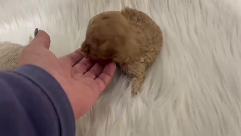 Caniche Toy perros en venta: HEMBRA CANICHE TOY  - Video 1