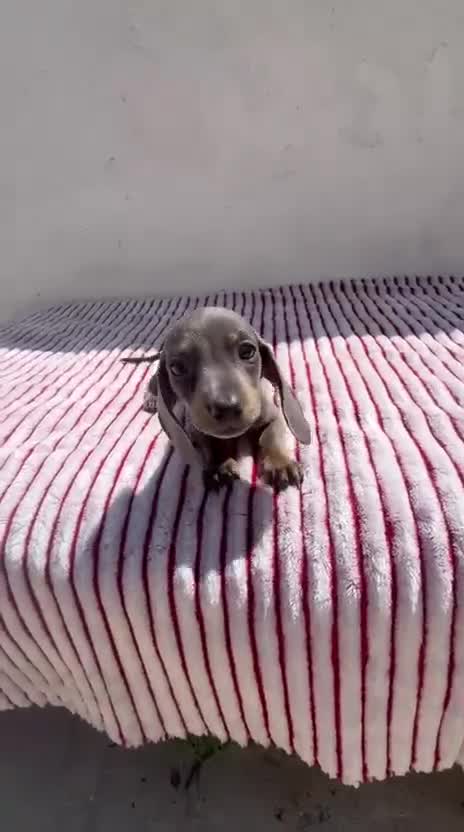 Teckel perros en venta: Teckel Kaninchen Isabela - Video 1