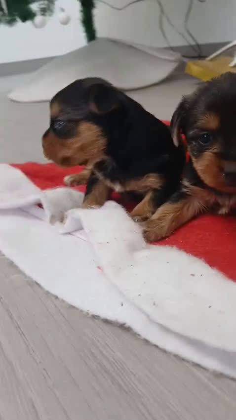 Yorkshire Terrier perros en venta: Yorkshire terrier machito  - Video 1