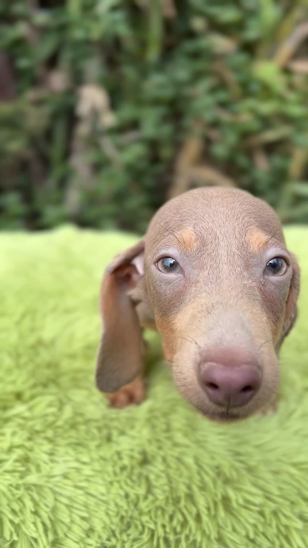 Teckel Miniatura perros en venta: Teckel mini lavanda  - Video 1