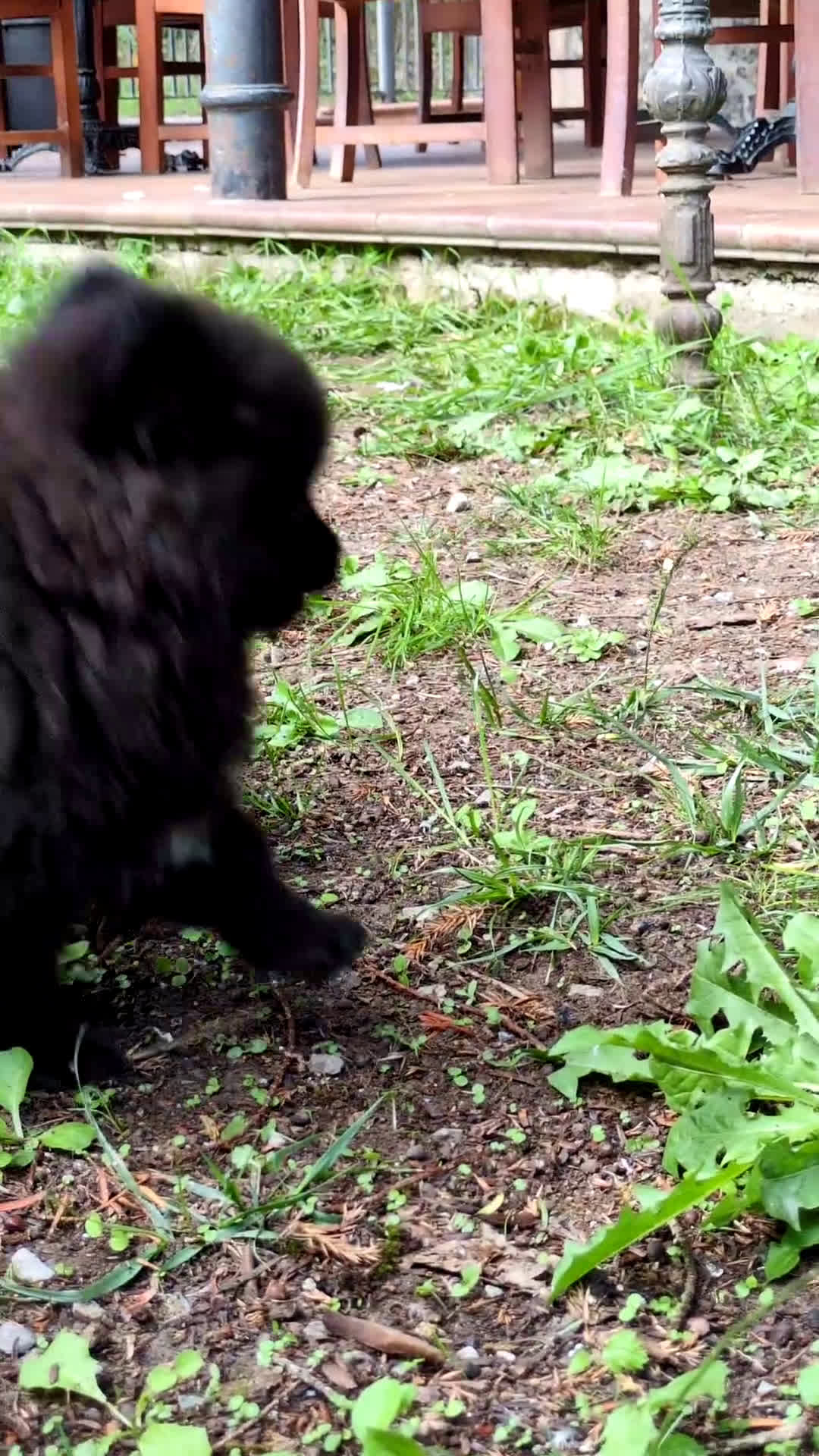 Pomerania perros en venta: Camada de pomerania - Video 2