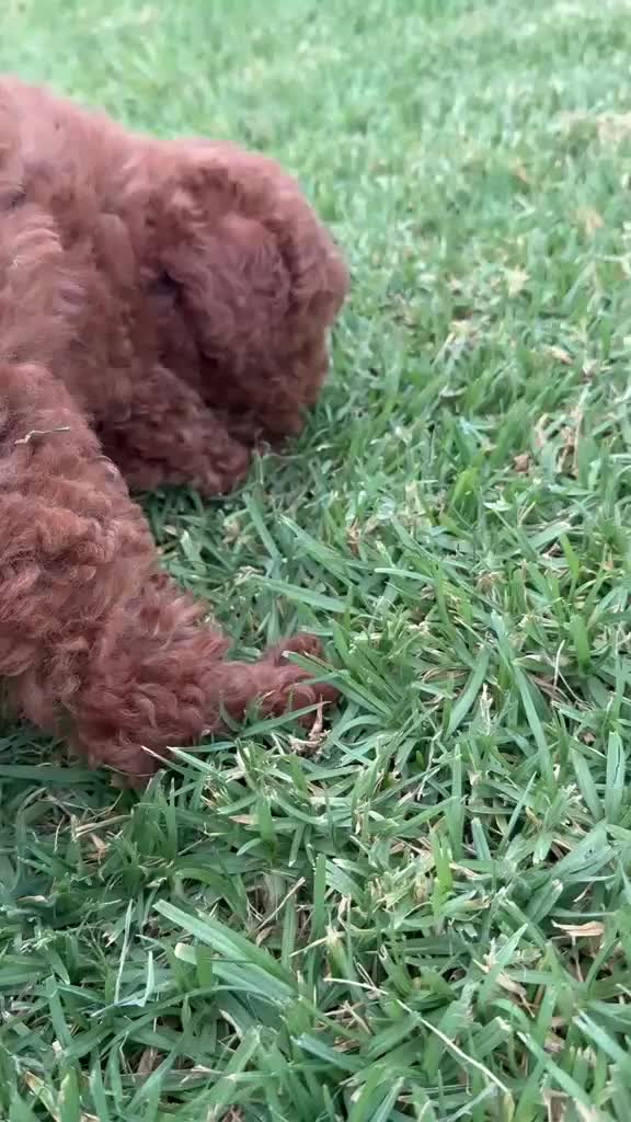 Caniche Enano perros en venta: Caniches Machos Enanos Rojos  - Video 2