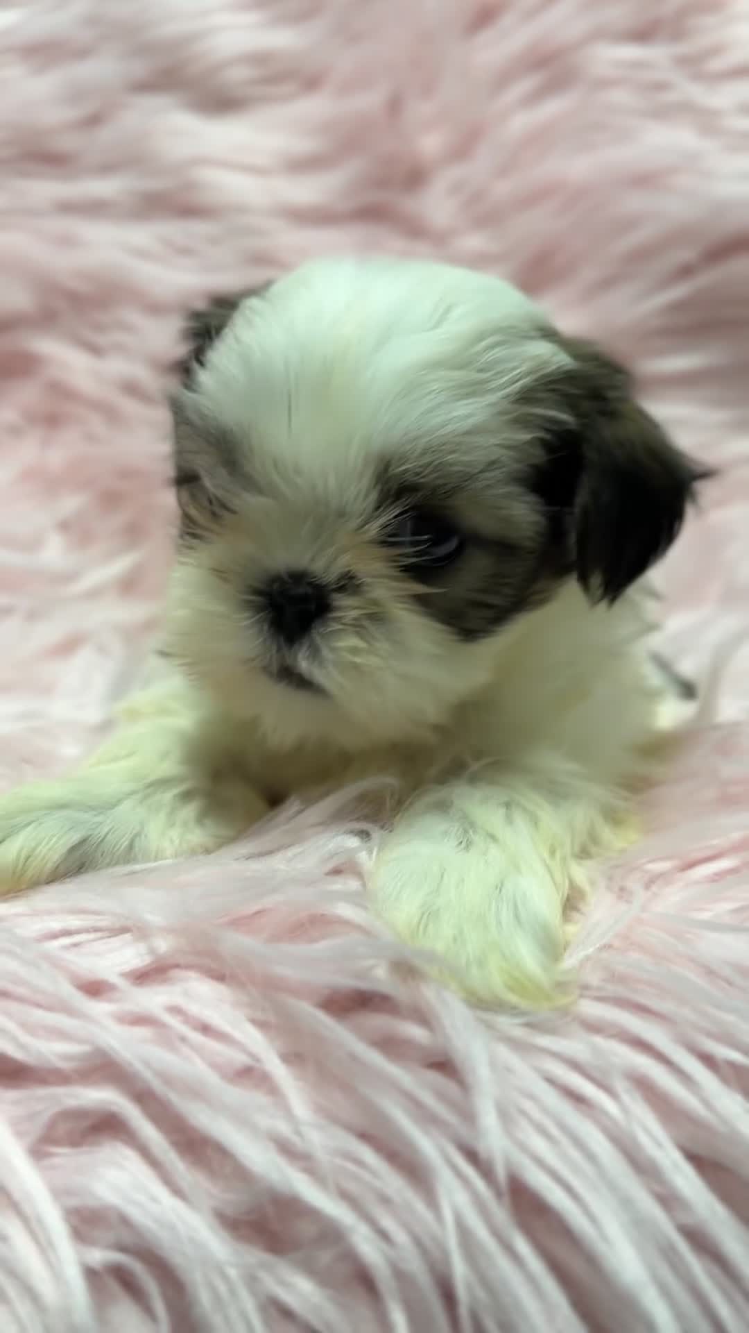 Shih Tzu perros en venta: Shih Tzu hembra  - Video 1