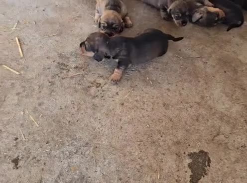 Teckel perros en venta: Teckel - Video 1