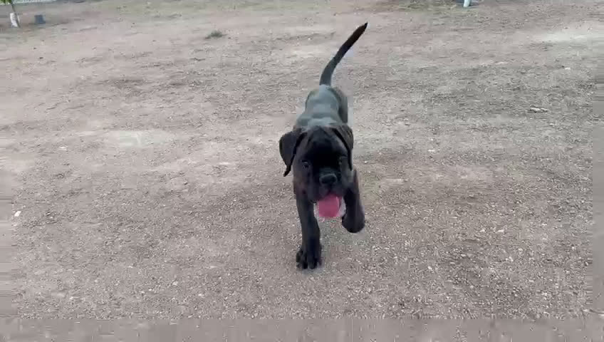 Boxer perros en venta: Boxer - Video 1