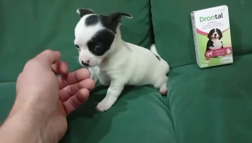 Chihuahua perros en venta: Chihuhua hembra  - Video 1