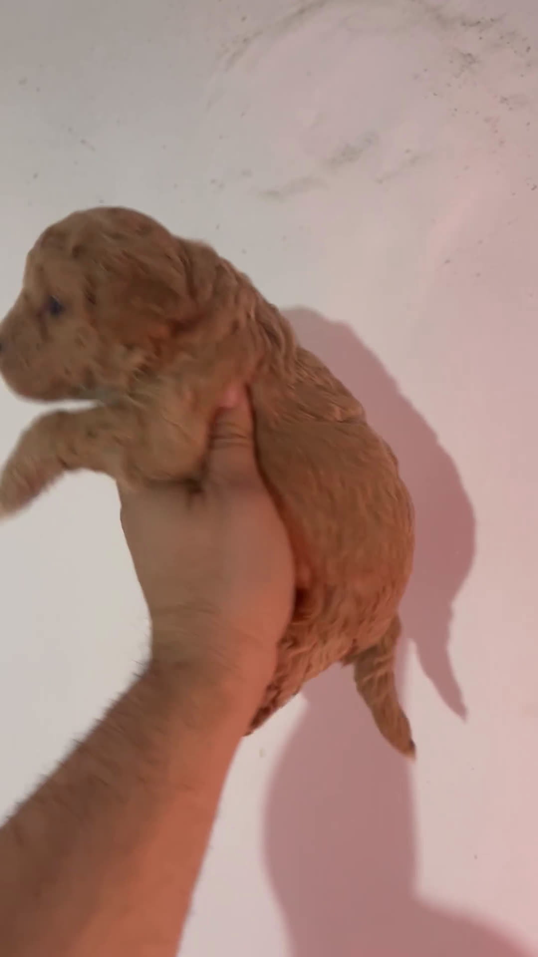 Maltipoo perros en venta: MALTIPOO GRAN CALIDAD - Video 1