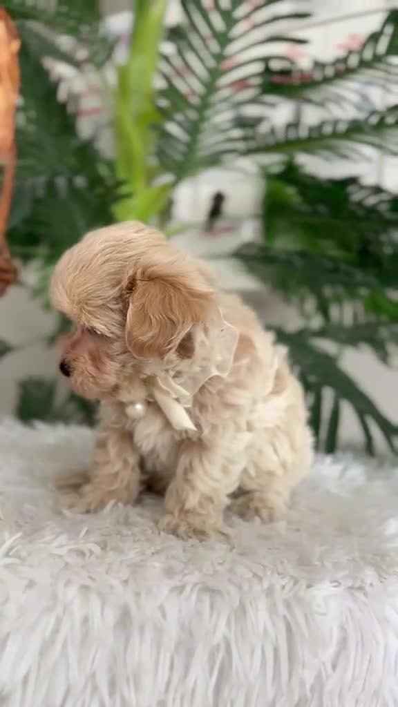 Maltipoo perros en venta: MALTIPOO 💙 - Video 1