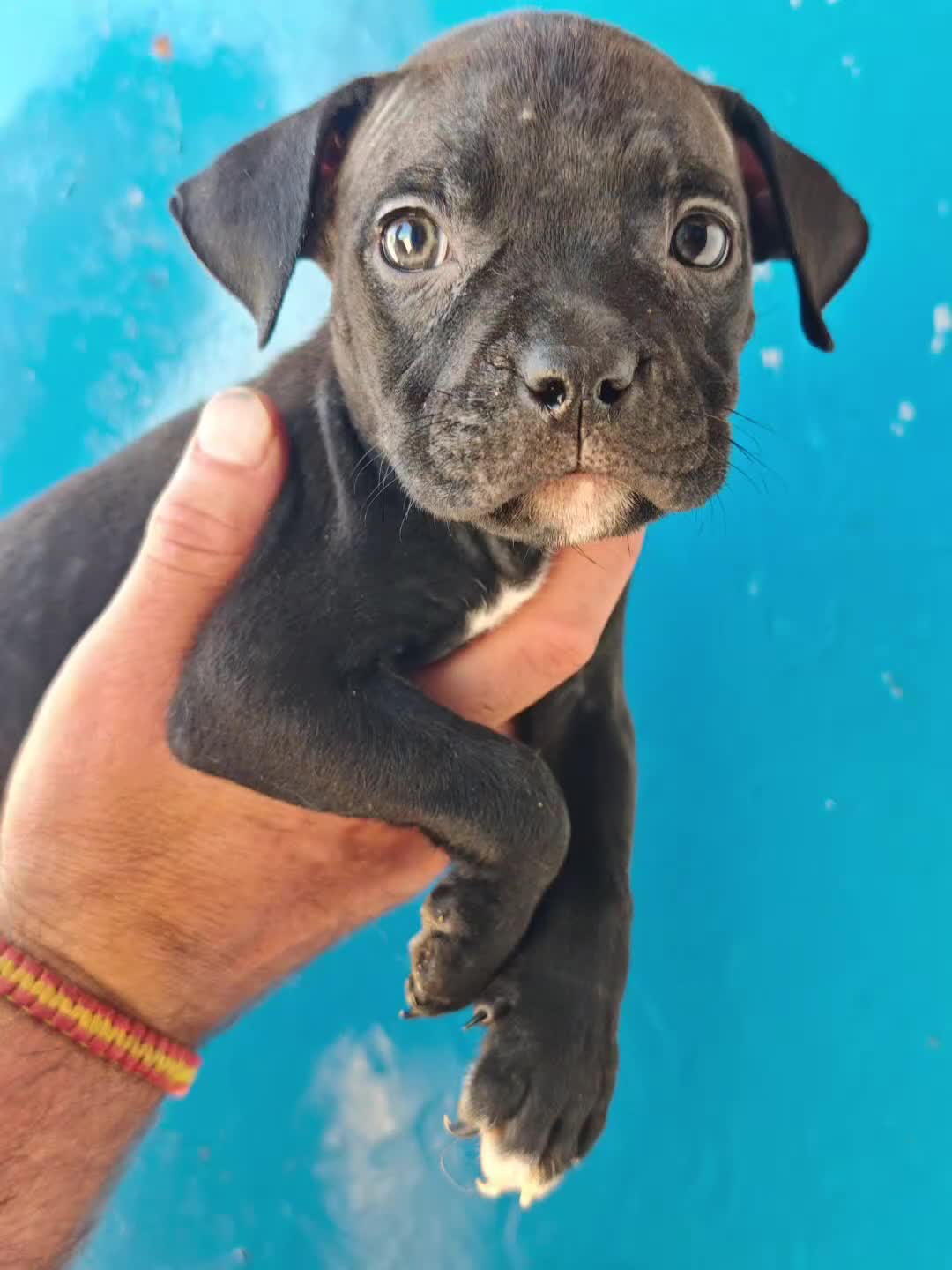 American Staffordshire-Terrier perros en adopcion: American  - Video 3