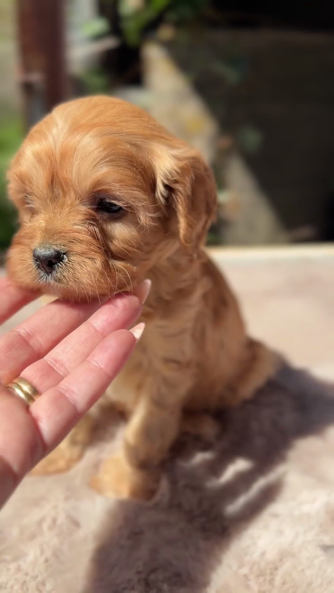 Cavapoo perros en venta: Cavapoo Apricot  - Video 1