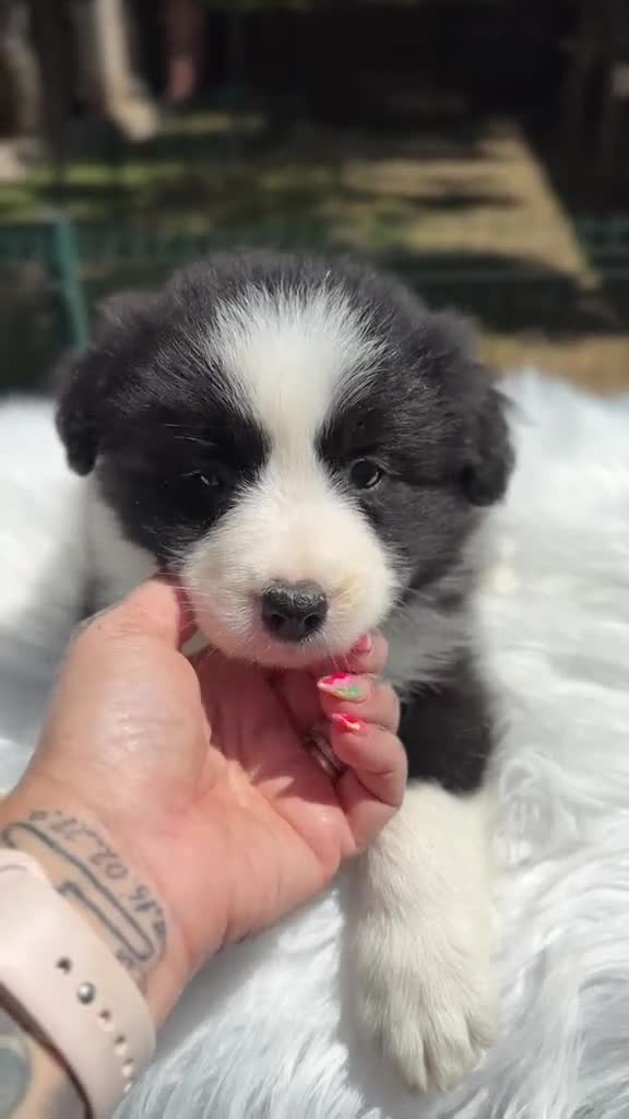 Border Collie perros en venta: BORDER COLLIE BICOLOR MACHO - Video 1