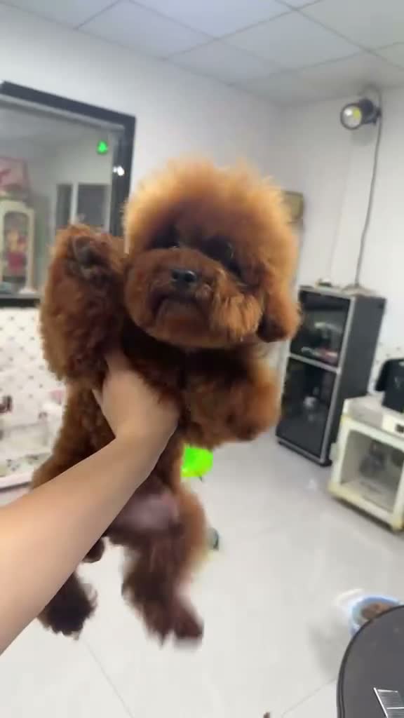 Caniche Toy perros en venta: Caniches toy con pedigree - Video 4