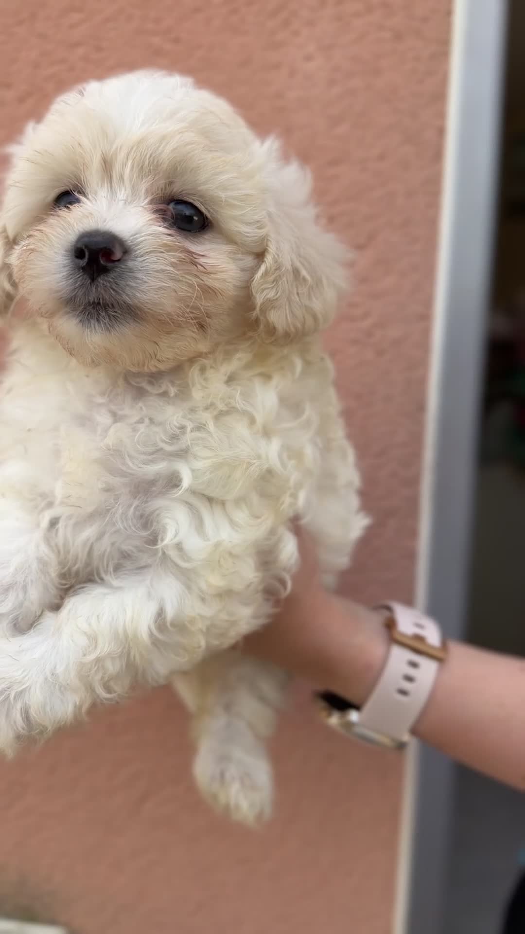 Bichón Maltés perros en venta: Bichon Maltes americana  - Video 1