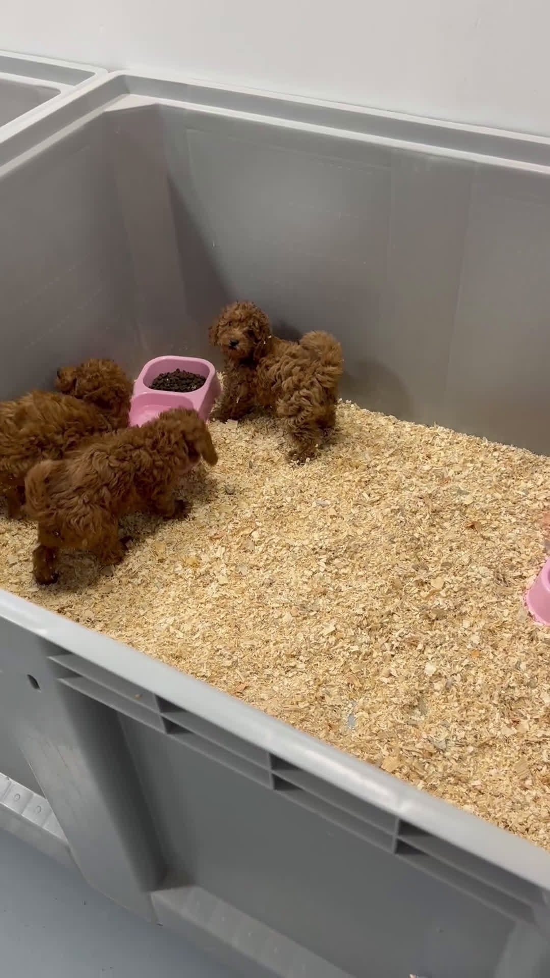 Caniche Toy perros en venta: Preciosos bebés caniche toy  - Video 1