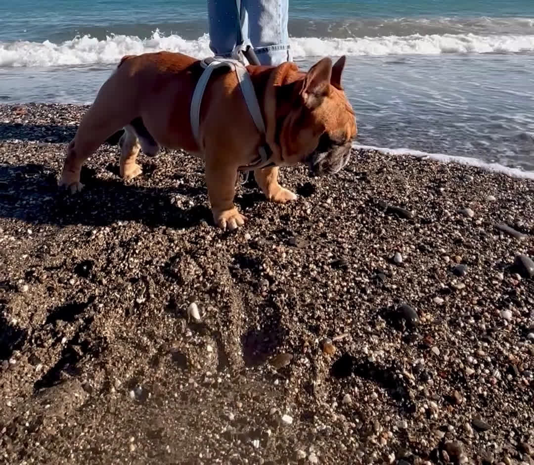 Bulldog Francés perros para monta: Bulldog Francés Macho  - Video 1
