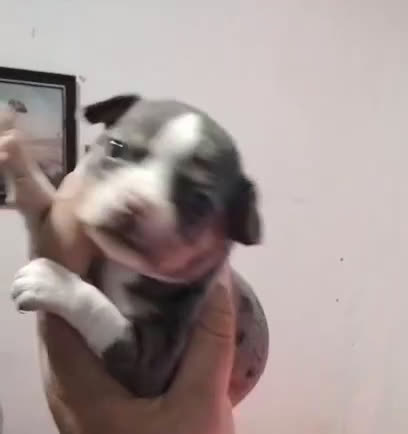 Chihuahua perros en venta: Chihuhua merle  - Video 1