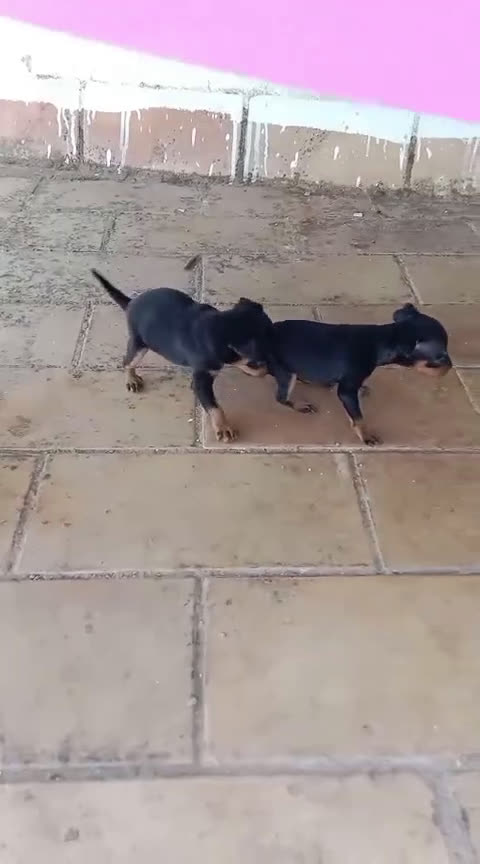 Pinscher Miniatura perros en venta: Mini Pincher Minis Minis Minis Calidad - Video 1