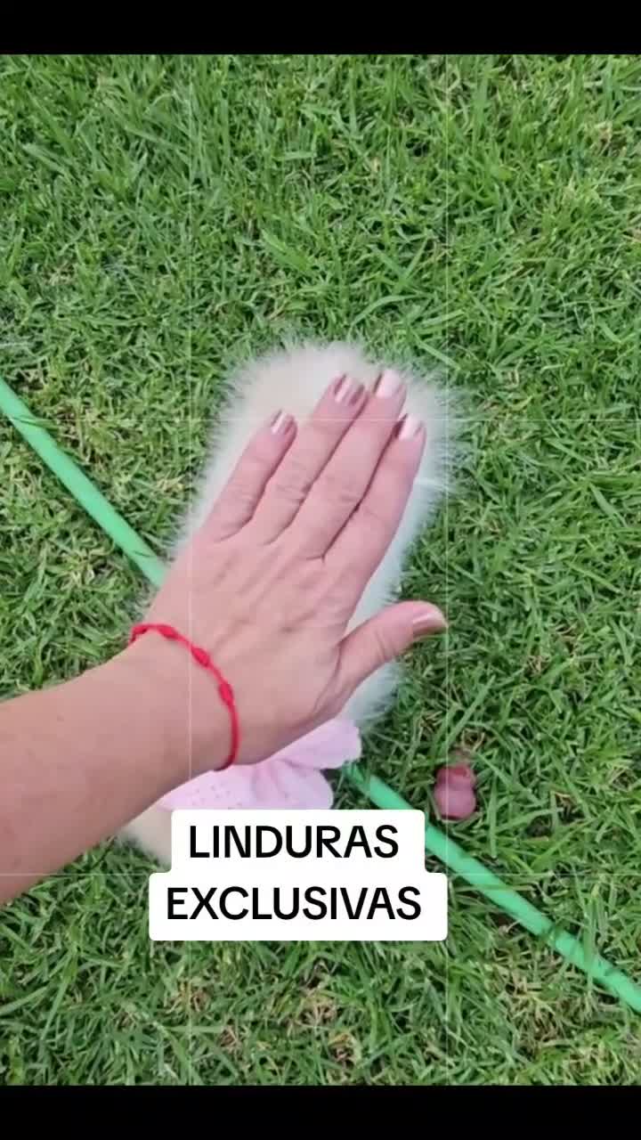 Pomerania perros en venta: Pomerania diminuta  - Video 1