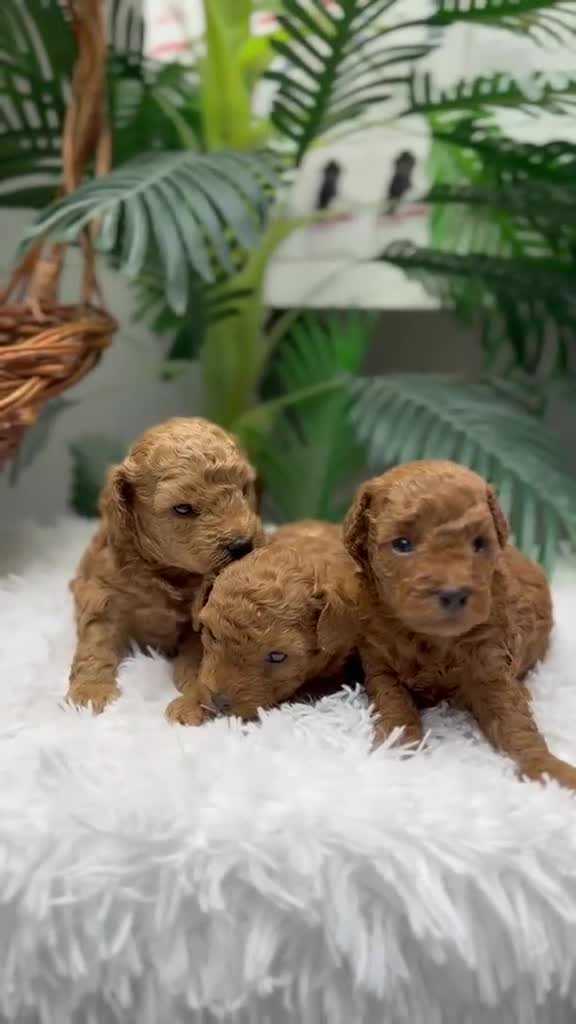 Raza Mixta perros en venta: CANICHE TOY  - Video 1