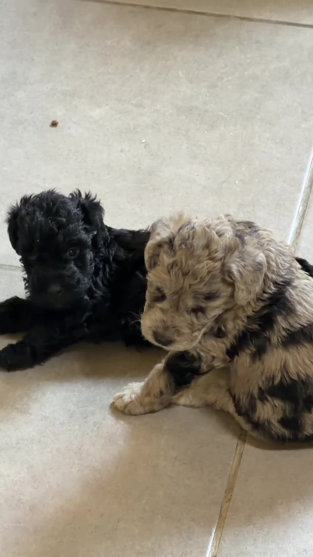 Raza Mixta perros en venta: Foodle  - Video 2