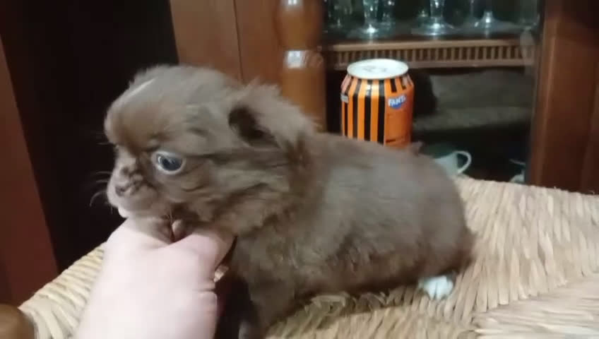 Chihuahua perros en venta: Macho Chihuhua pelo largo  - Video 1