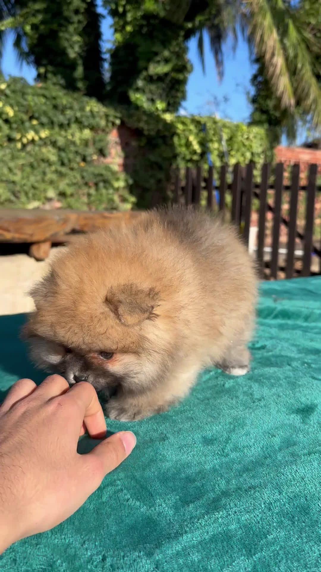 Pomerania perros en venta: POMERANIA TOY - Video 1